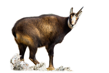 Tatra chamois, rupicapra rupicapra tatrica, standing on mountains isolated on white background. Wild goat looking to the camera on rocks cut out on blank. Brown alpin mammal watching on stones wit
