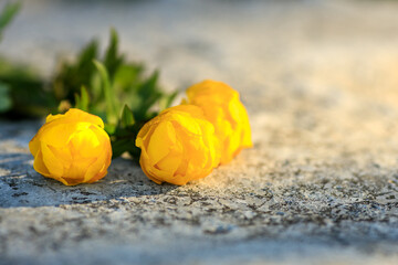 three yellow flowers on gray concrete. close-up