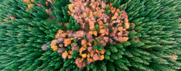Draufsicht von einem herbstlichen Wald, bunte baumkronen, verfärbtes herbstlaub, bunte baumwipfel, high resolution panorama aufnahme mit einer drohne  
