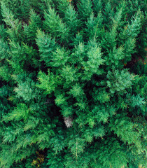 draufsicht dichter tannenwald, grüne nadelbäume, evergreen pine wood, drohne shot, high resolution, aerial view, panorama