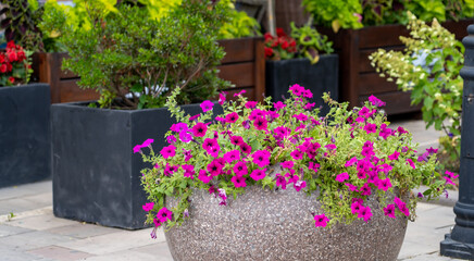 Fototapeta na wymiar Stone pot blooming petunias on pedestrian pavement paved with stone tiles. Purple petunia flowers in concrete pot in street cafe
