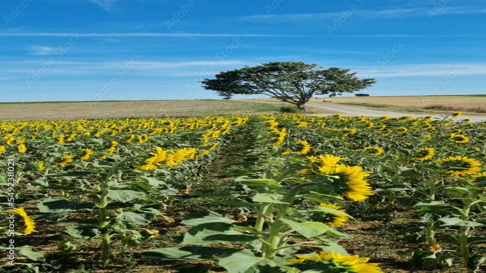 Sticker Beautiful vertical footage of sunflower crop growing in the field under blue sky in bright sunlight