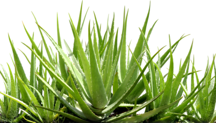 aloe vera leaf, aloe vera plant