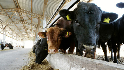 close-up. young bulls chew hay. flies fly around. Row of cows, big black purebred, breeding bulls...