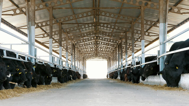 agriculture livestock farm or ranch. a large cowshed, barn. Rows of cows, big black purebred, breeding bulls eat hay.
