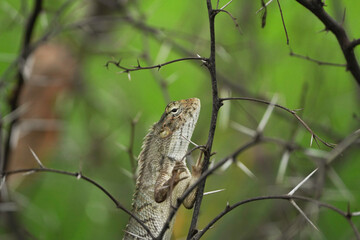 The Indian chameleon is a species of chameleon or lizard in a barbed plant