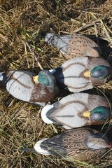 A collection of sleeper duck decoys 