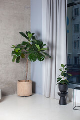 Modern interior with plant in the pot. Concrete walls and floor in photo studio.