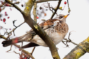 Wacholderdrossel im Beerenstrauch