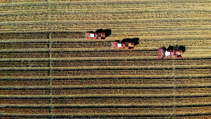 Aerial top view. three big red combine harvester machines harvesting corn field in early autumn....