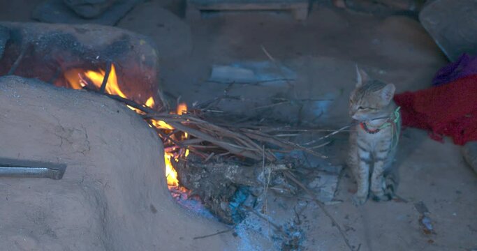 Cat warming herself in cold winters. High-quality apple prores 4k footage 60fps. 