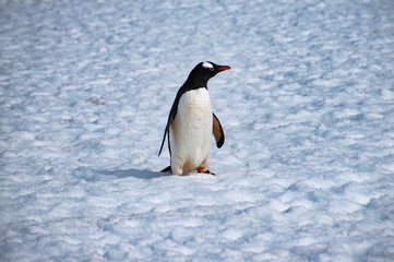 A gentoo penguin standing on the snowy landscape of Antarctica.  