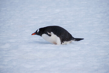 Gentoo penguins are hanging out on the snow-covered rocks of Antarctica. 