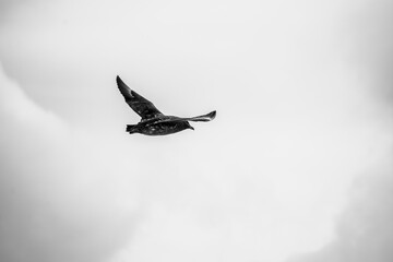 A Brown skua bird flying in Antarctica, against a snowing sky. 