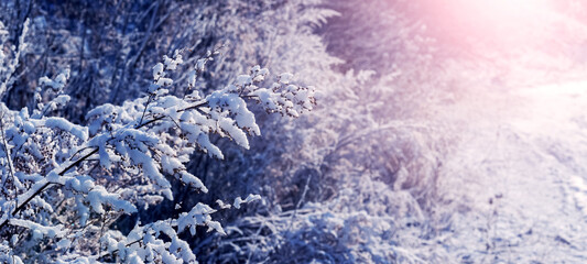 Sunny winter morning. Plants covered with fluffy snow in the light of the morning sun