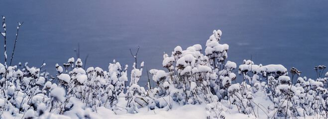 Fototapeta na wymiar Plants covered with fluffy snow on the bank of the river, panorama