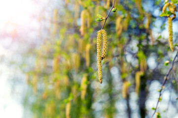 Birch branches with catkins in the spring in sunny weather