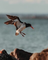 Vertical closeup of a Eurasian oystercatcher (Haematopus ostralegus) flying over rocks on the beach