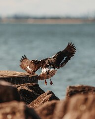 Vertical closeup of a Eurasian oystercatcher (Haematopus ostralegus) flying over rocks on the beach