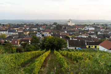 Fototapeta na wymiar Vineyards for the production of wine after harvest near a small village in Austria during sunset.