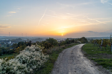 Obraz premium Beautiful sandy road between vineyards during sunset overlooking a valley near the Austrian capital.
