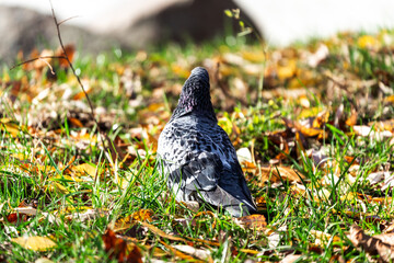 A wild urban pigeon with beautiful plumage walks on the sunlit ground within the city