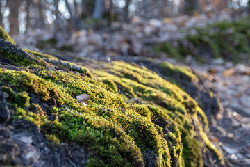 moss on a tree trunk