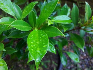 rain drops on a leaf