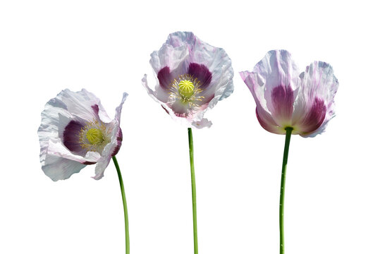 Blooming poppy ( Papaver Somniferum ) isolated on transparent background, PNG.