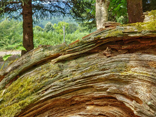 Cut tree bark at the shoreof Lake Plastira in Greece. Suitable as background.