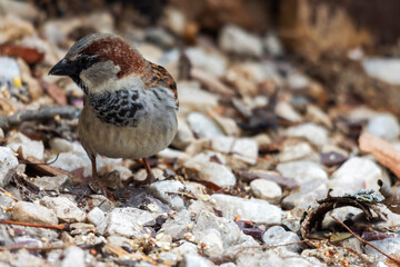 A male house sparrow looks for seeds on the ground.