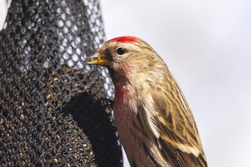 A male redpoll hangs onto the side of a net feeder filled with nyjer seed.