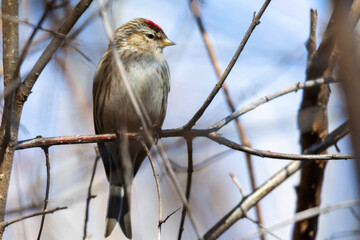 A redpoll sits on a branch.