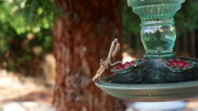Praying mantis on stocking pray while resting on a hummingbird feeder 