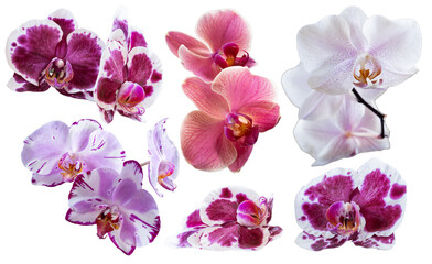 Set of several different orchid flowers purple, white, pink, red closeup isolated on white transparent background for design and collage.