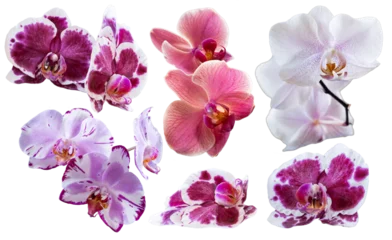 Plexiglas foto achterwand Set of several different orchid flowers purple, white, pink, red closeup isolated on white transparent background for design and collage. © Viacheslav
