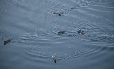 A raft, or large group of Penguins swimming in the southern ocean. 