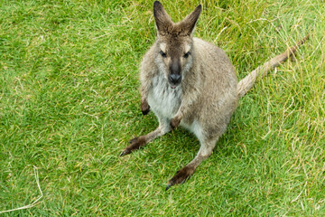 Wallaby 