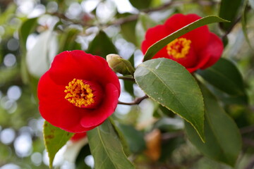Red camellia flowers are blooming on the tree.
