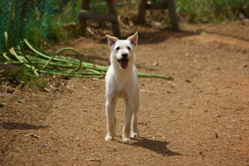 A white mongrel dog is playing in the dirt yard.