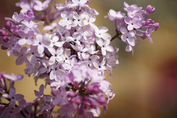 Small light purple flowers are in full bloom.
