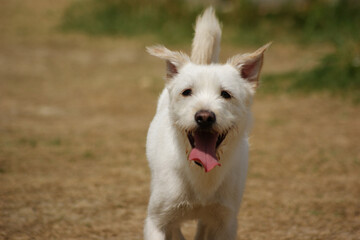 A white mongrel dog is playing in the dirt yard.