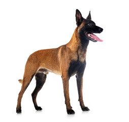 malinois in studio