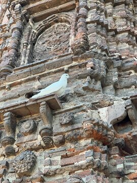 White pigeon on Jhulta Minara, Ahmedabad, Gujarat, India