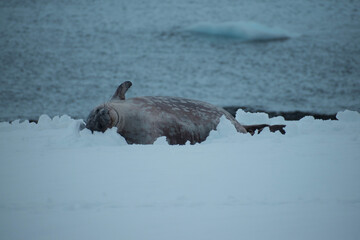 Obraz premium Weddell seal relaxing in the Sumer snow. This is Mikkelsen Harbour, Trinity Island, part of the Palmer Archipelago, Antarctica.