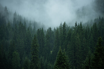 Dense forest with mist in morning with copyspace. Coniferous trees scenery in mysterious haze with space for text. Landscape scene with moody atmosphere.

