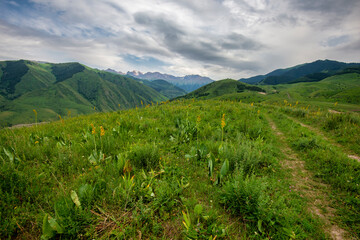 Obraz premium landscape with grass and clouds