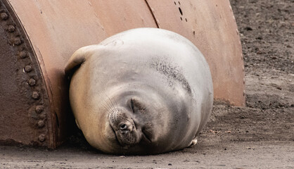 A southern elephant seal resting next to a metal barrel on Deception Island in Antarctica.