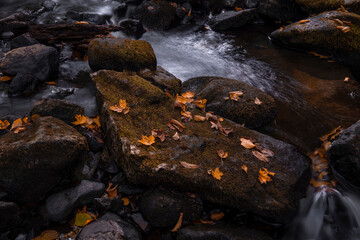 water in the forest