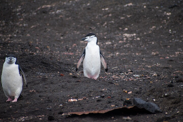 Obraz premium Two chinstrap penguins walking around on the volcanic Deception Island in the South Shetlands in Antarctica. 